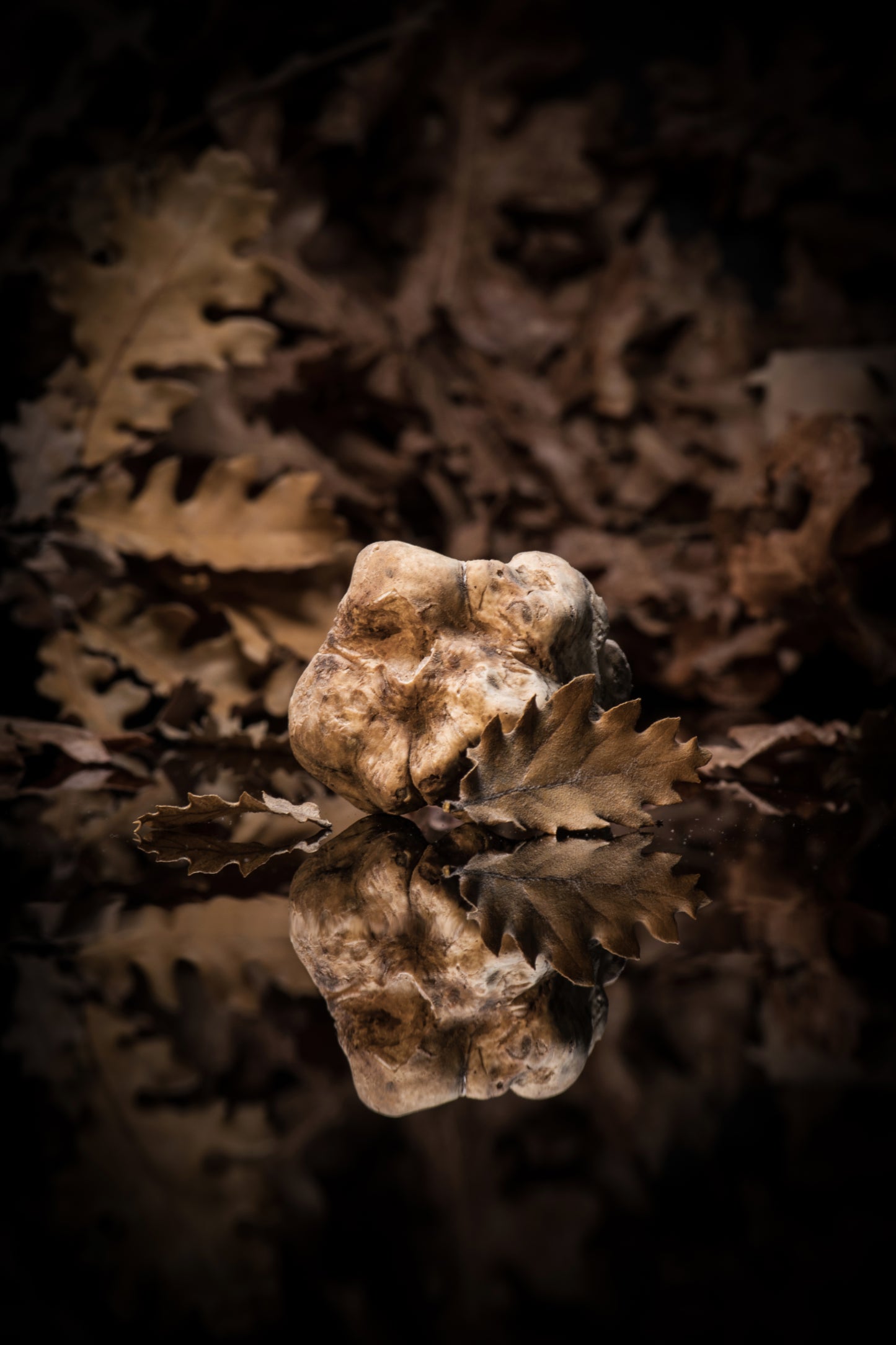 Fresh White Alba Truffles