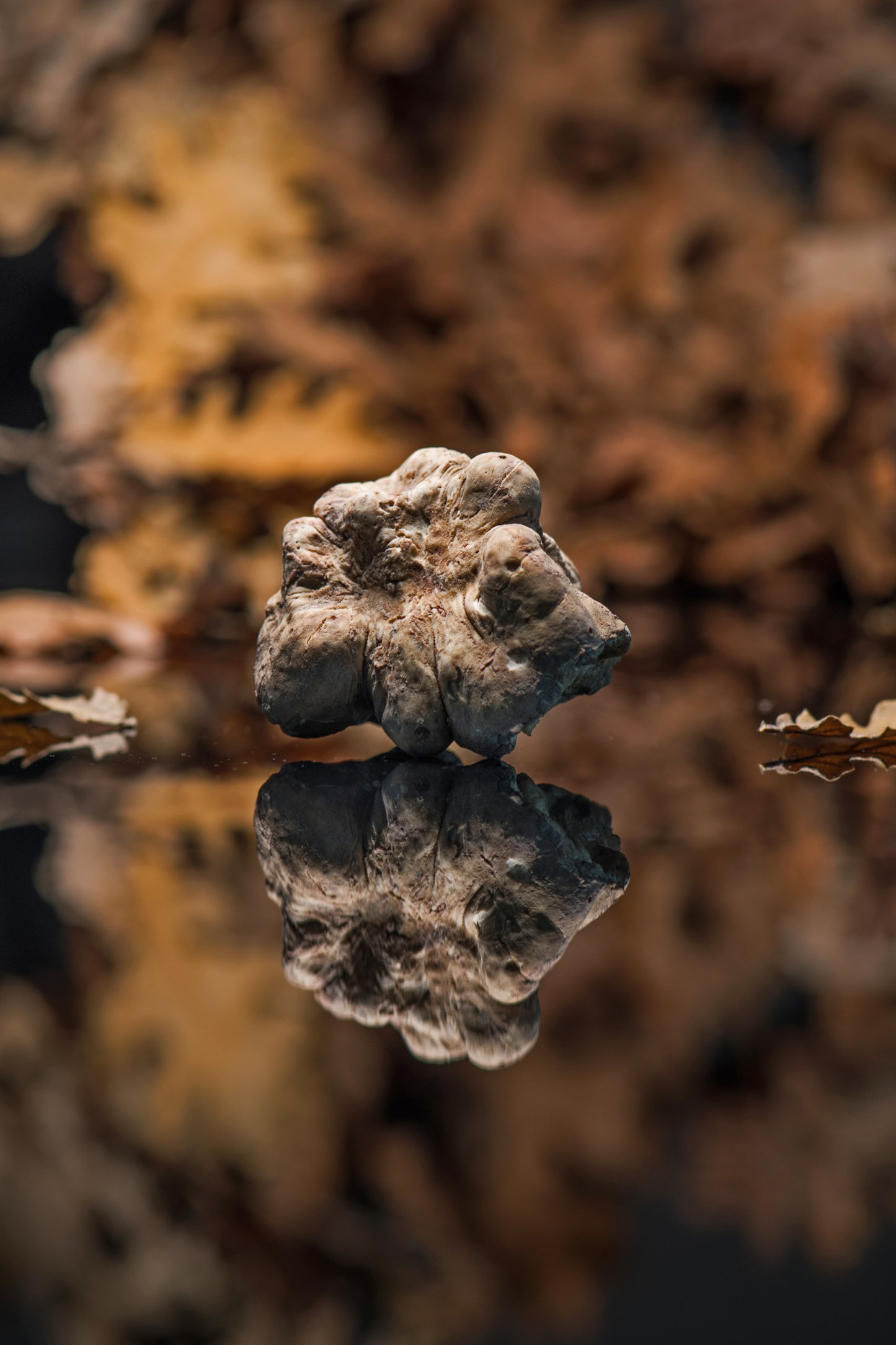 Fresh White Alba Truffles